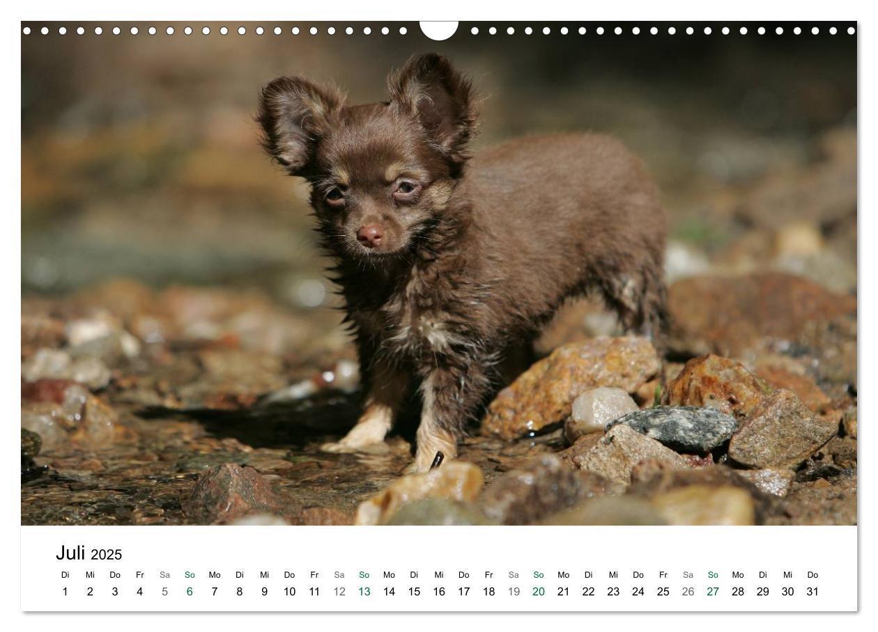 Bild: 9783435772247 | Chihuahuas - kleine Herzensbrecher (Wandkalender 2025 DIN A3 quer),...