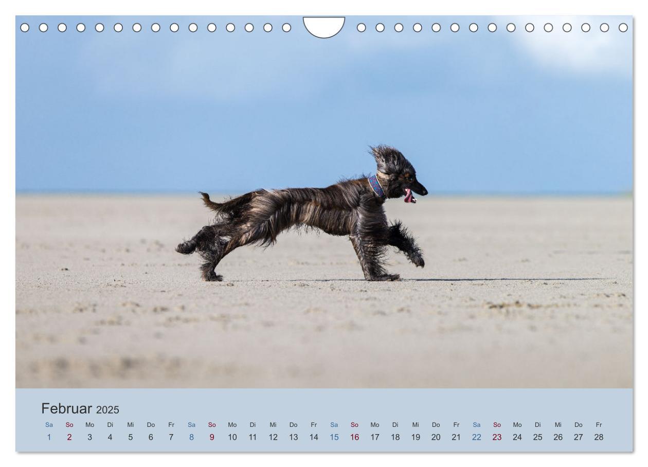 Bild: 9783435413706 | AFGHANISCHE WINDHUNDE 2025 (Wandkalender 2025 DIN A4 quer),...