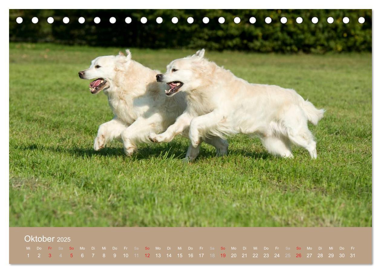 Bild: 9783435743162 | Golden Retriever (Tischkalender 2025 DIN A5 quer), CALVENDO...