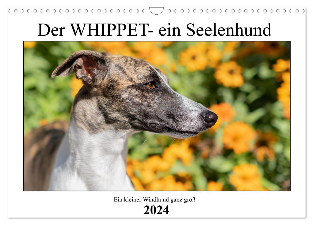 Cover: 9783675911321 | Der Whippet - ein Seelenhund (Wandkalender 2024 DIN A3 quer),...