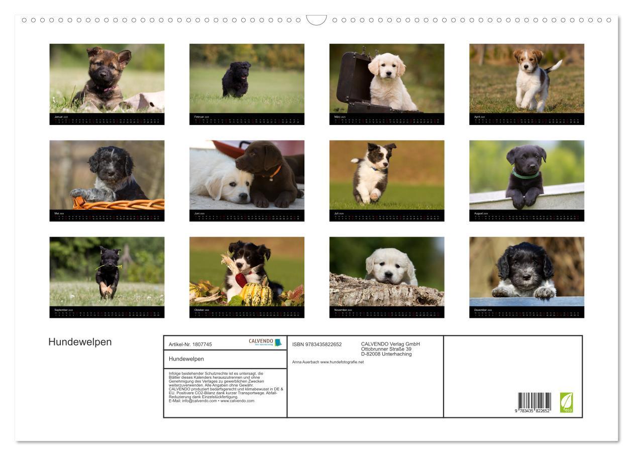 Bild: 9783435822652 | Hundewelpen (Wandkalender 2025 DIN A2 quer), CALVENDO Monatskalender