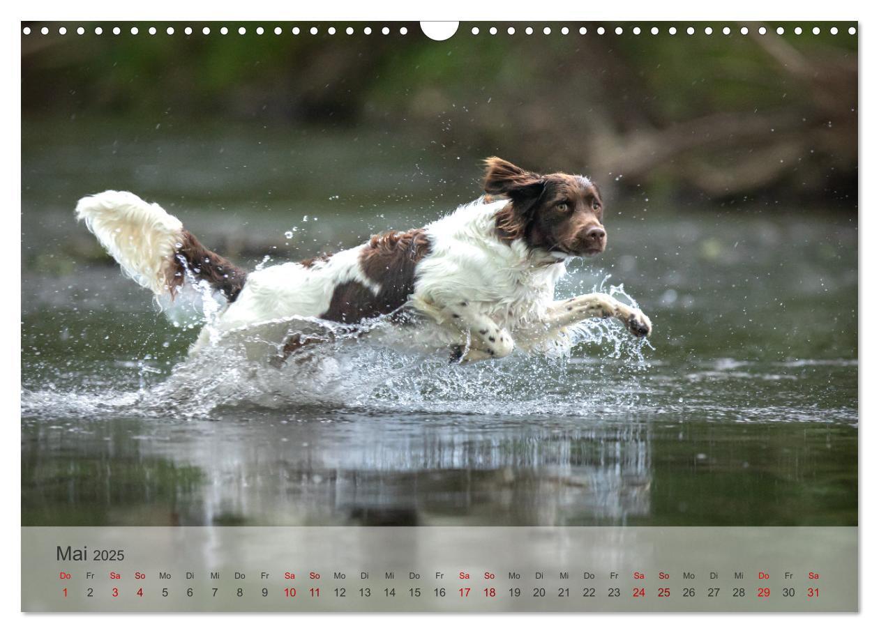 Bild: 9783457145739 | Der kleine Münsterländer (Wandkalender 2025 DIN A3 quer), CALVENDO...