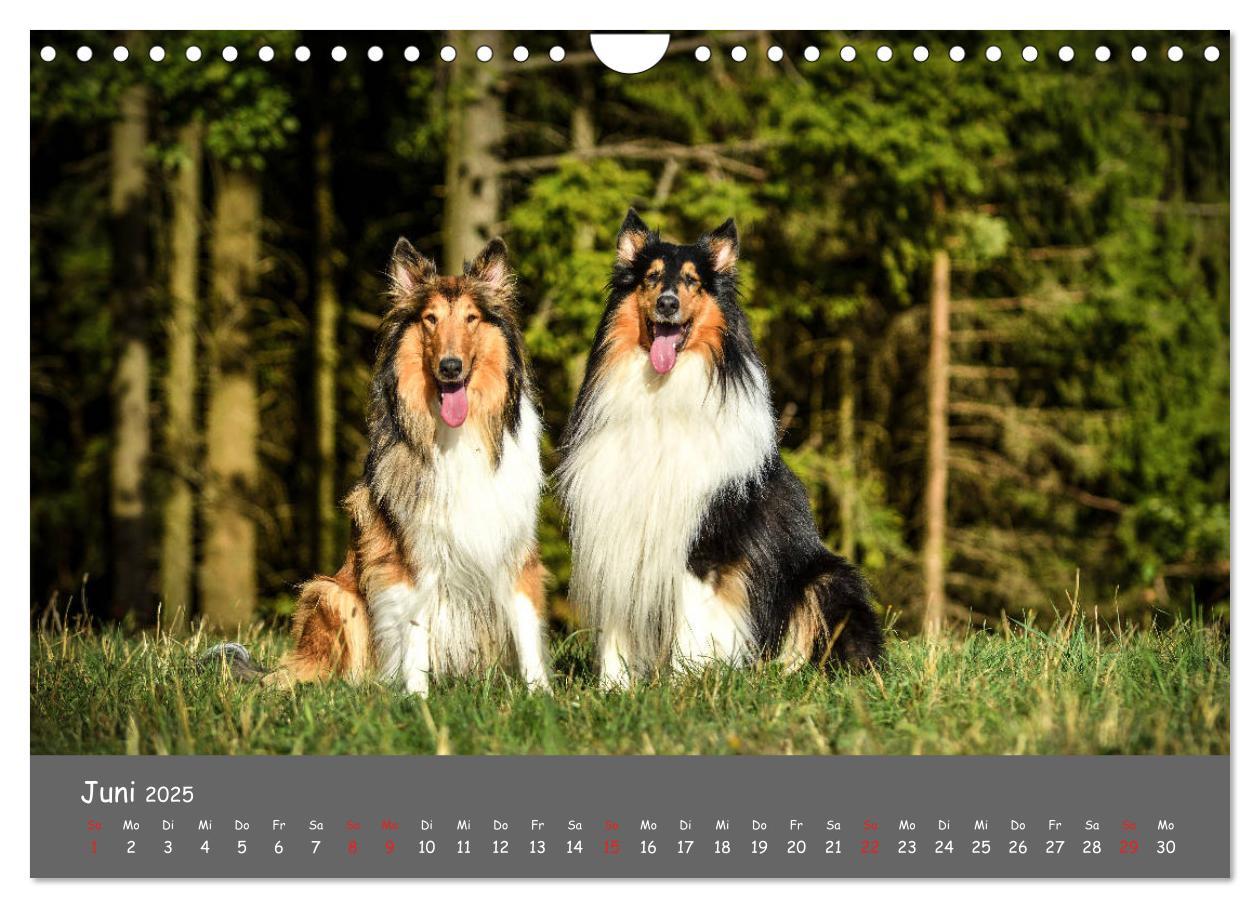 Bild: 9783435314522 | Einmal Collie - immer Collie (Wandkalender 2025 DIN A4 quer),...