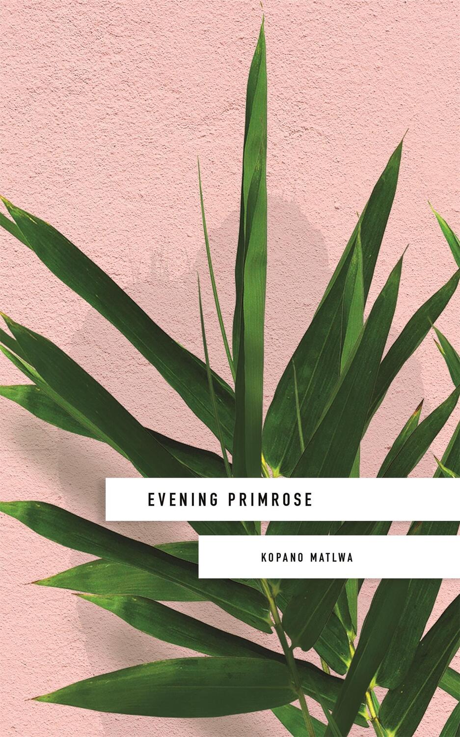 Cover: 9781473662285 | Evening Primrose: a heart-wrenching novel for our times | Matlwa