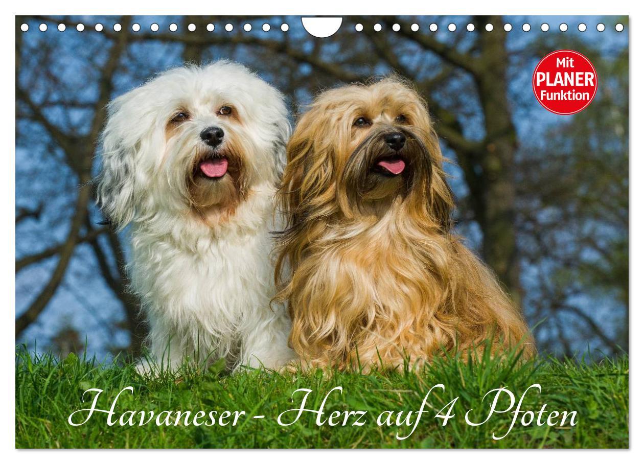 Cover: 9783435545674 | Havaneser - Herz auf 4 Pfoten (Wandkalender 2025 DIN A4 quer),...