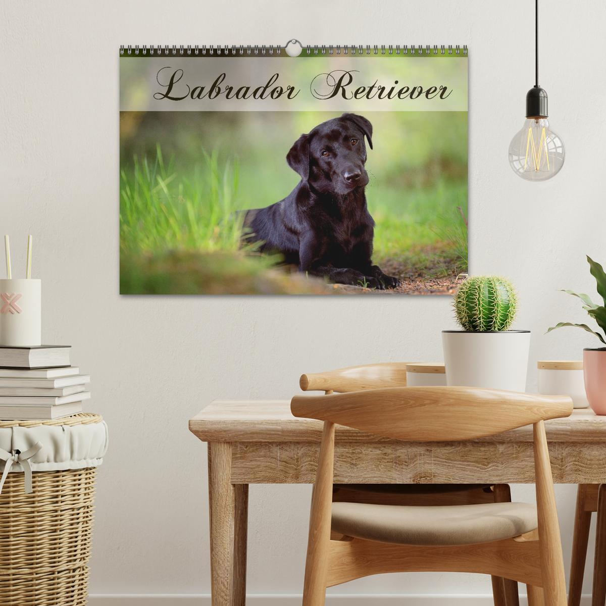 Bild: 9783435743223 | Labrador Retriever (Wandkalender 2025 DIN A3 quer), CALVENDO...