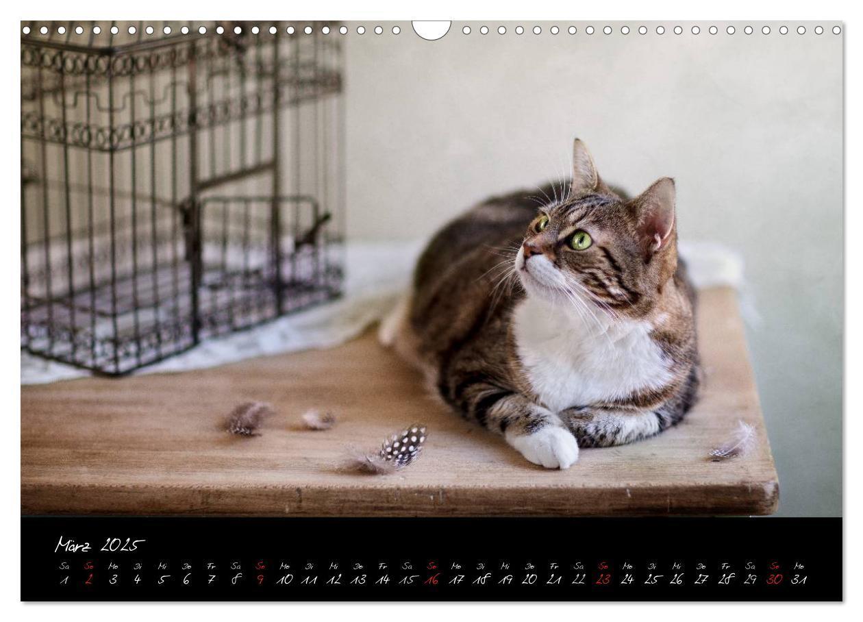 Bild: 9783435837335 | Katzen 2025 (Wandkalender 2025 DIN A3 quer), CALVENDO Monatskalender