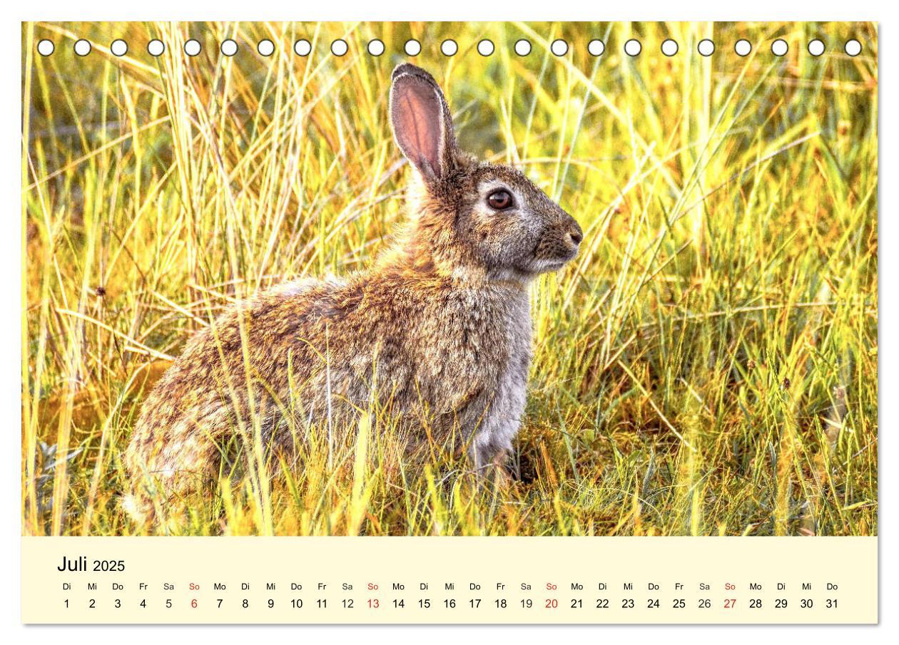 Bild: 9783435175086 | Scheue Wildtiere in heimischen Wäldern und Bergen (Tischkalender...