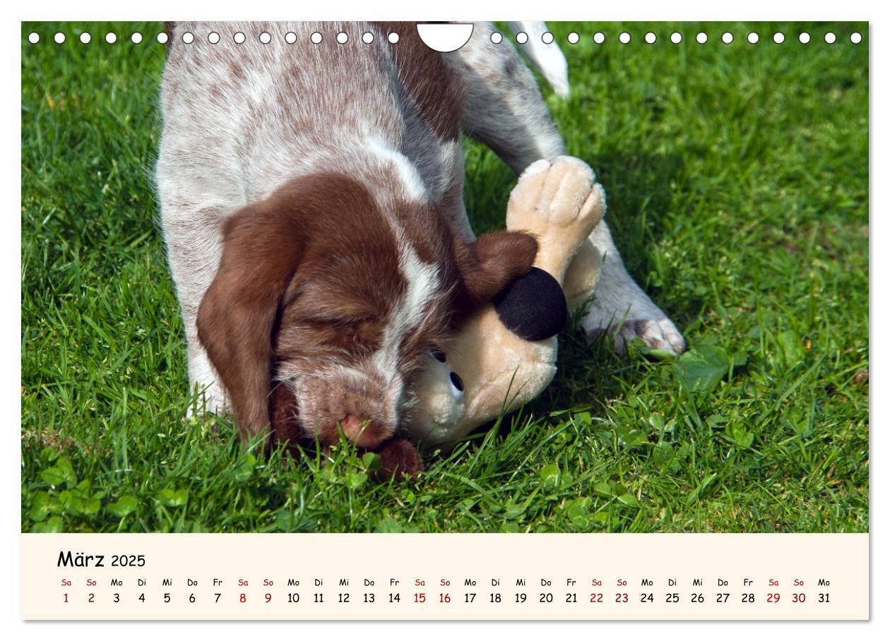 Bild: 9783435054275 | Spinone Italiano Welpen - Kleine Clowns (Wandkalender 2025 DIN A4...