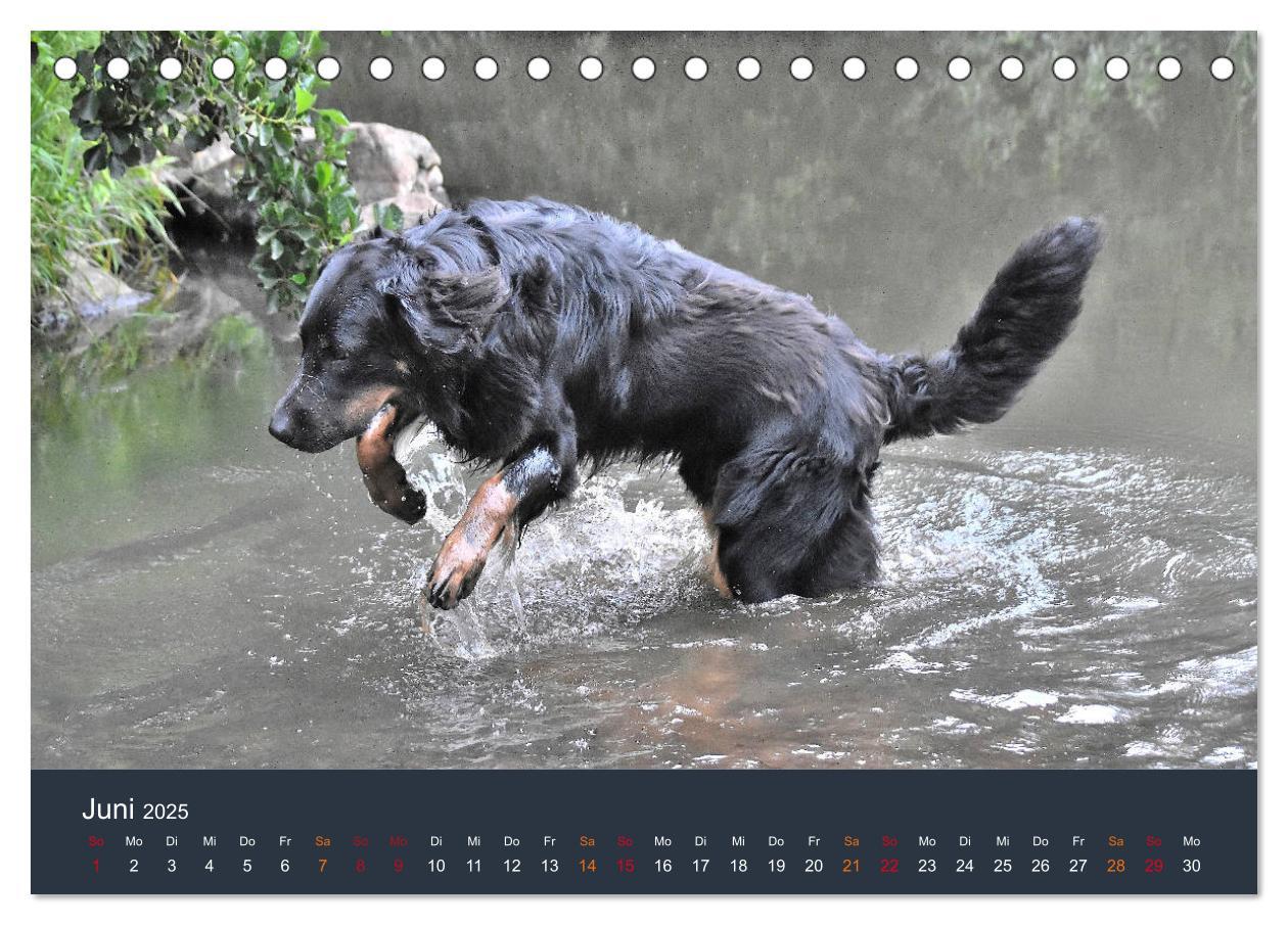 Bild: 9783435149056 | Ein Hovawart, ein Wachhund (Tischkalender 2025 DIN A5 quer),...