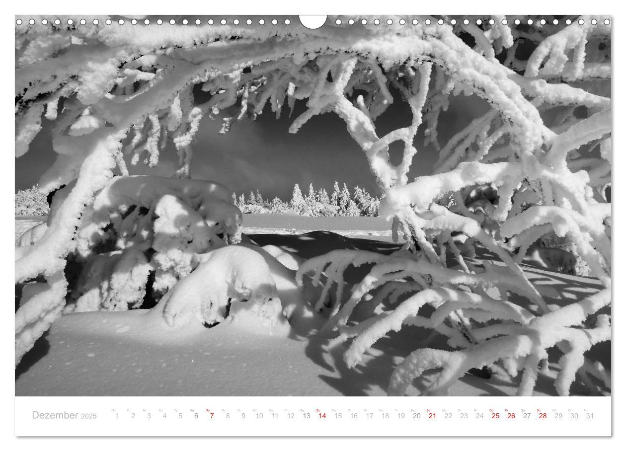 Bild: 9783435514540 | Mystischer Schwarzwald (Wandkalender 2025 DIN A3 quer), CALVENDO...