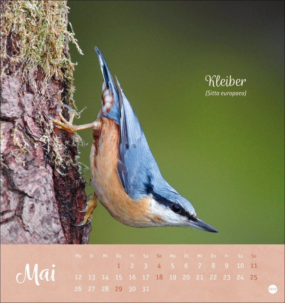 Bild: 9783756407125 | Vögel in unseren Gärten Postkartenkalender 2025 | Kalender | 13 S.