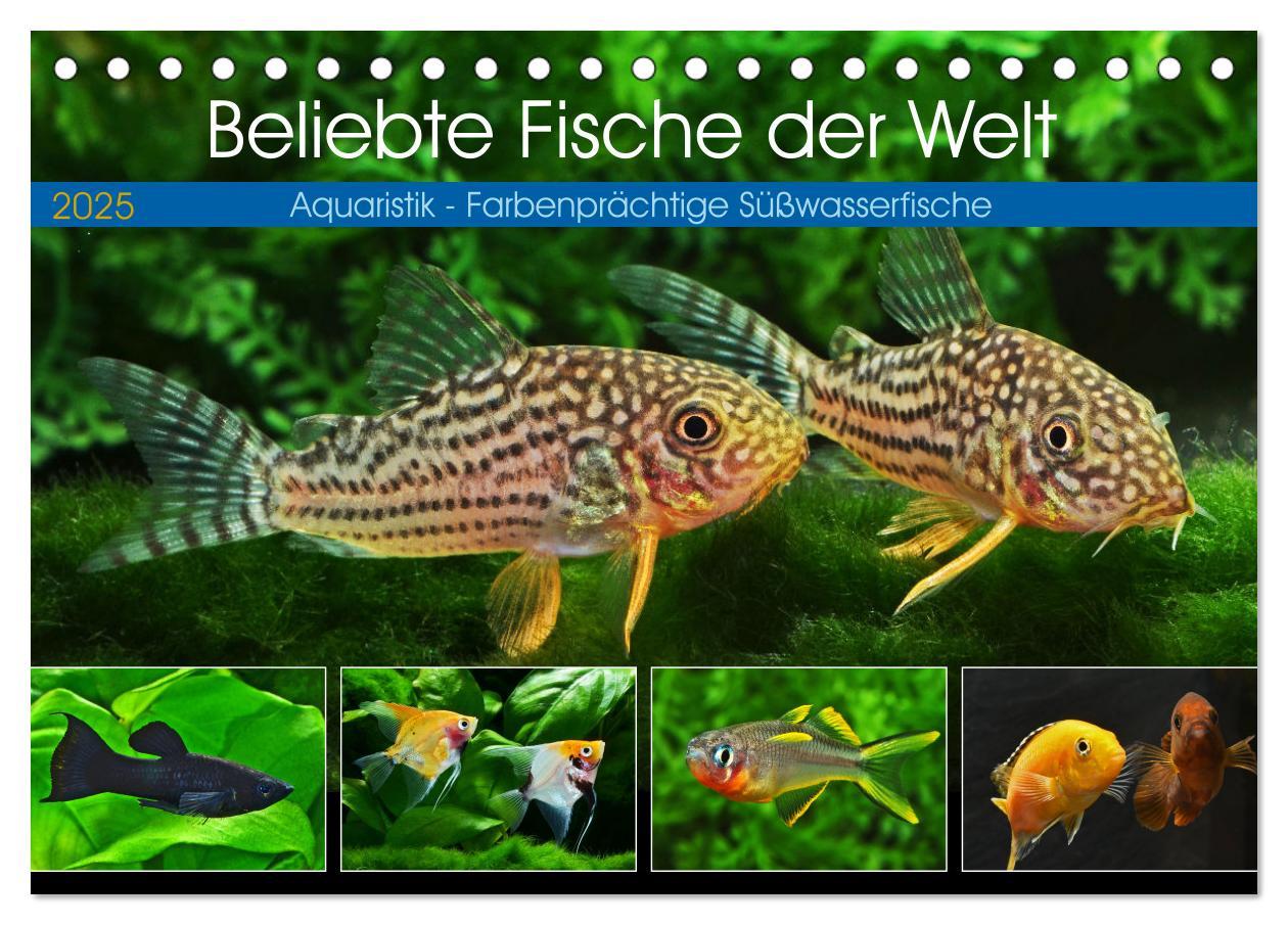 Cover: 9783383906275 | Beliebte Fische der Welt (Tischkalender 2025 DIN A5 quer), CALVENDO...