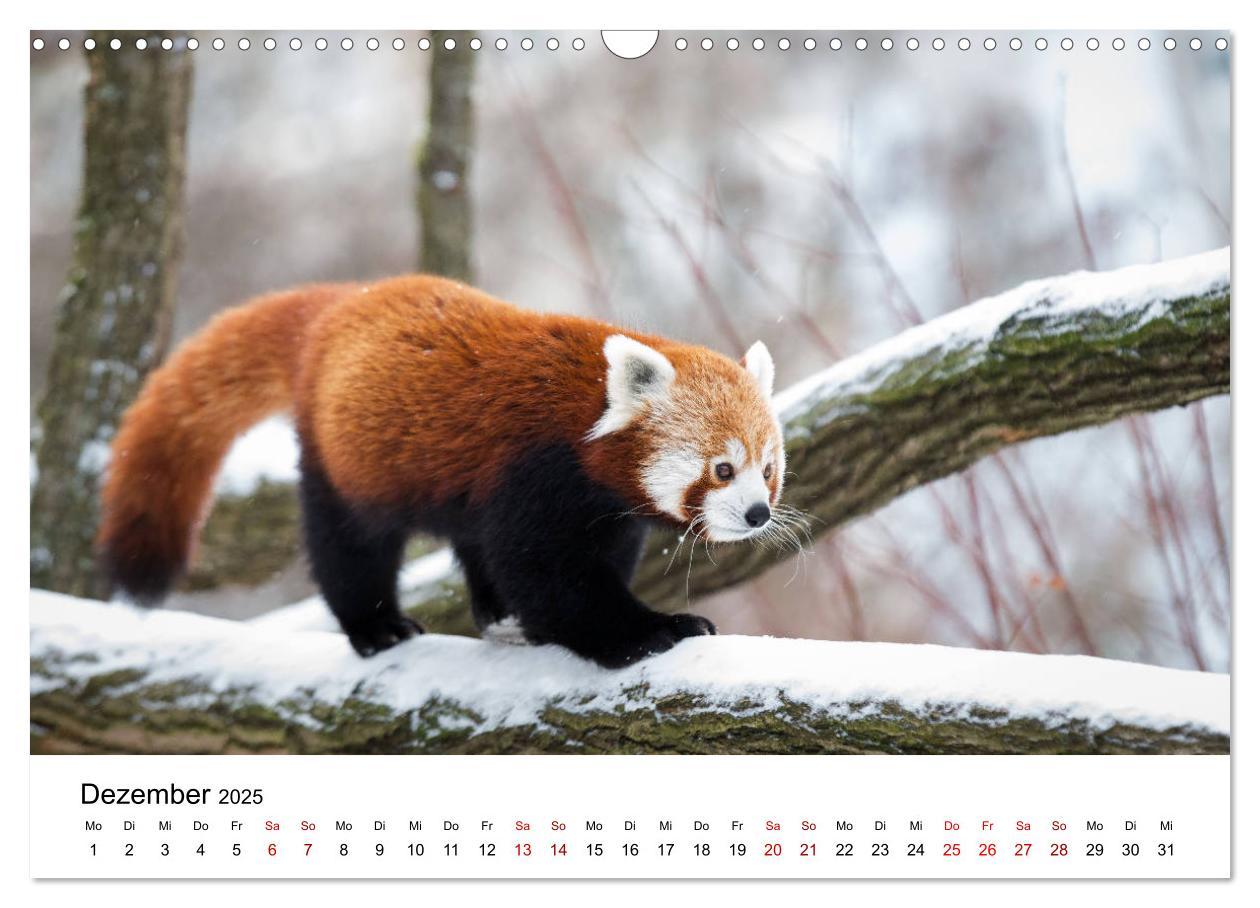 Bild: 9783435330140 | Rote Pandas - geschickte Kletterer (Wandkalender 2025 DIN A3 quer),...