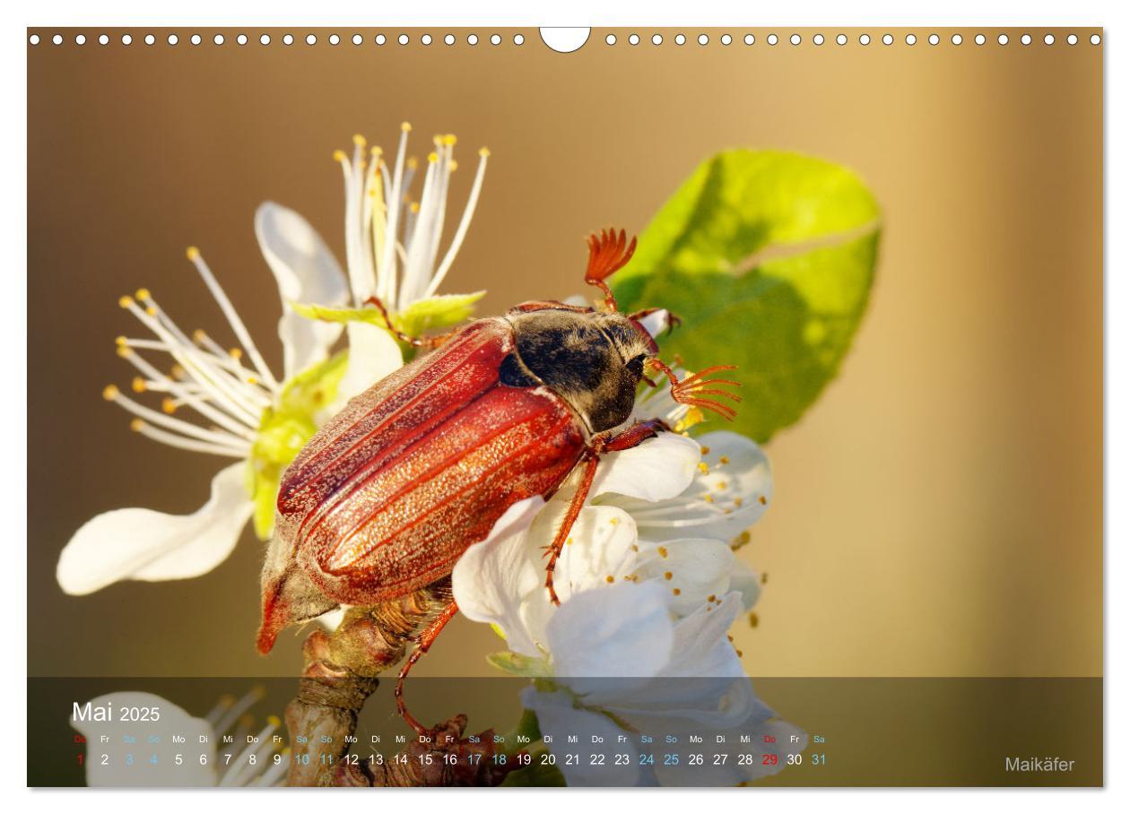 Bild: 9783383992971 | Kleine Kostbarkeiten Insekten (Wandkalender 2025 DIN A3 quer),...