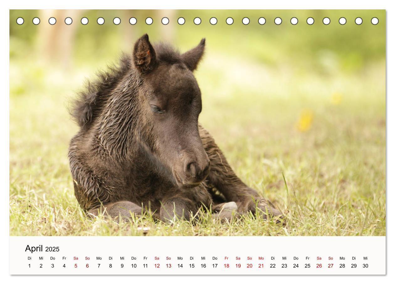 Bild: 9783435394975 | Isländer - icelandic horses (Tischkalender 2025 DIN A5 quer),...