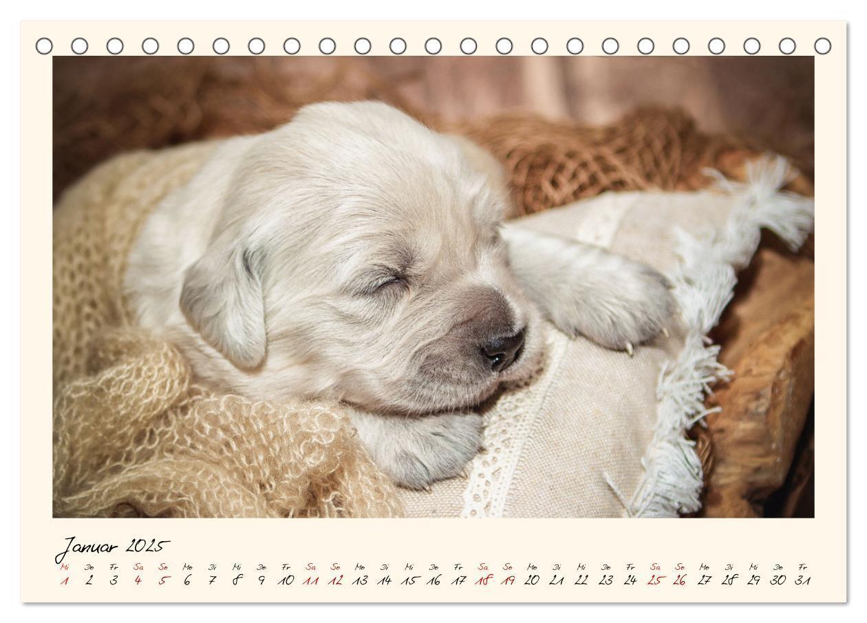 Bild: 9783383828263 | Golden Retriever... Herzenshunde (Tischkalender 2025 DIN A5 quer),...