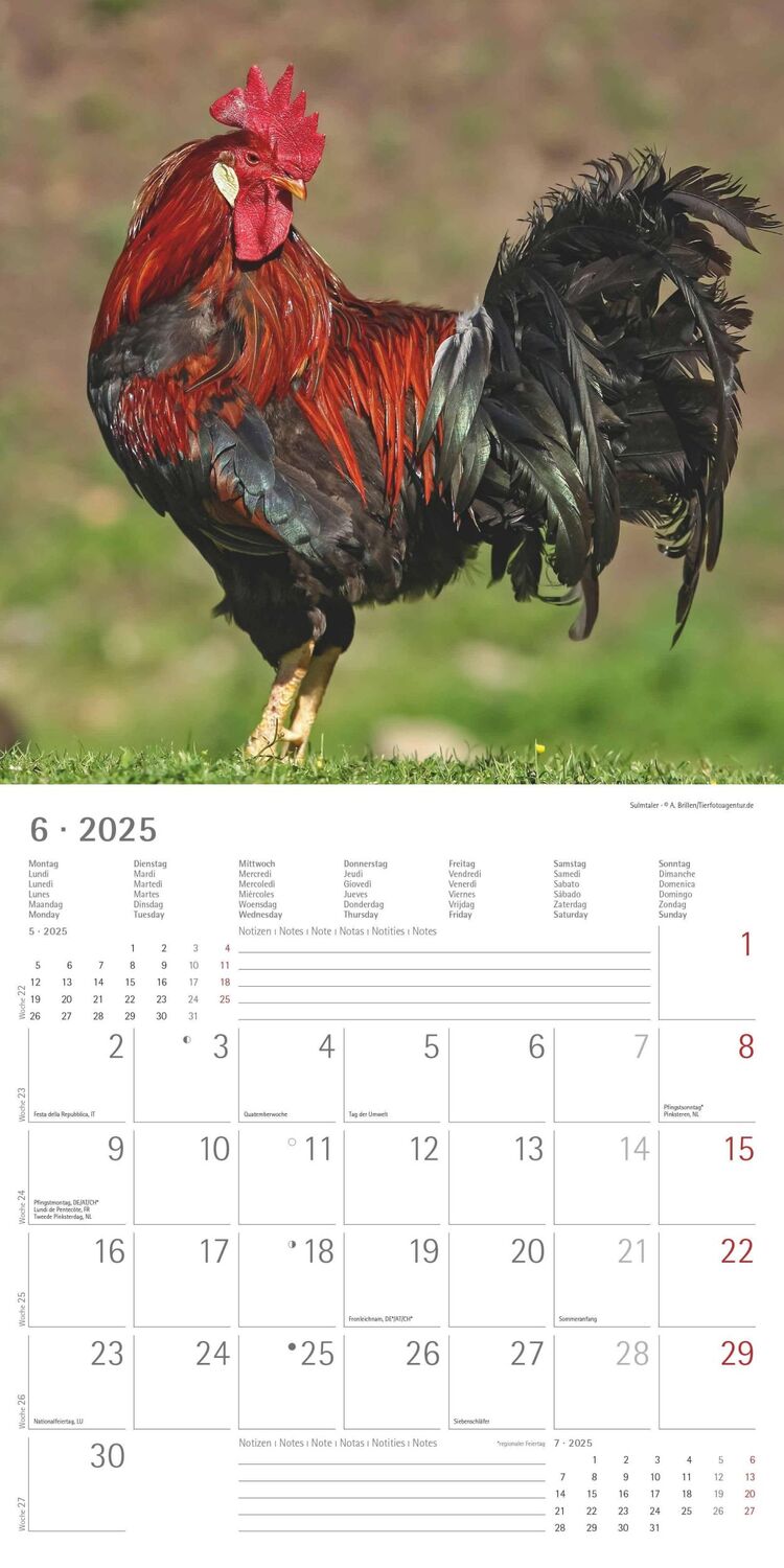 Bild: 4251732344306 | Hühner 2025 - Broschürenkalender 30x30 cm (30x60 geöffnet) -...