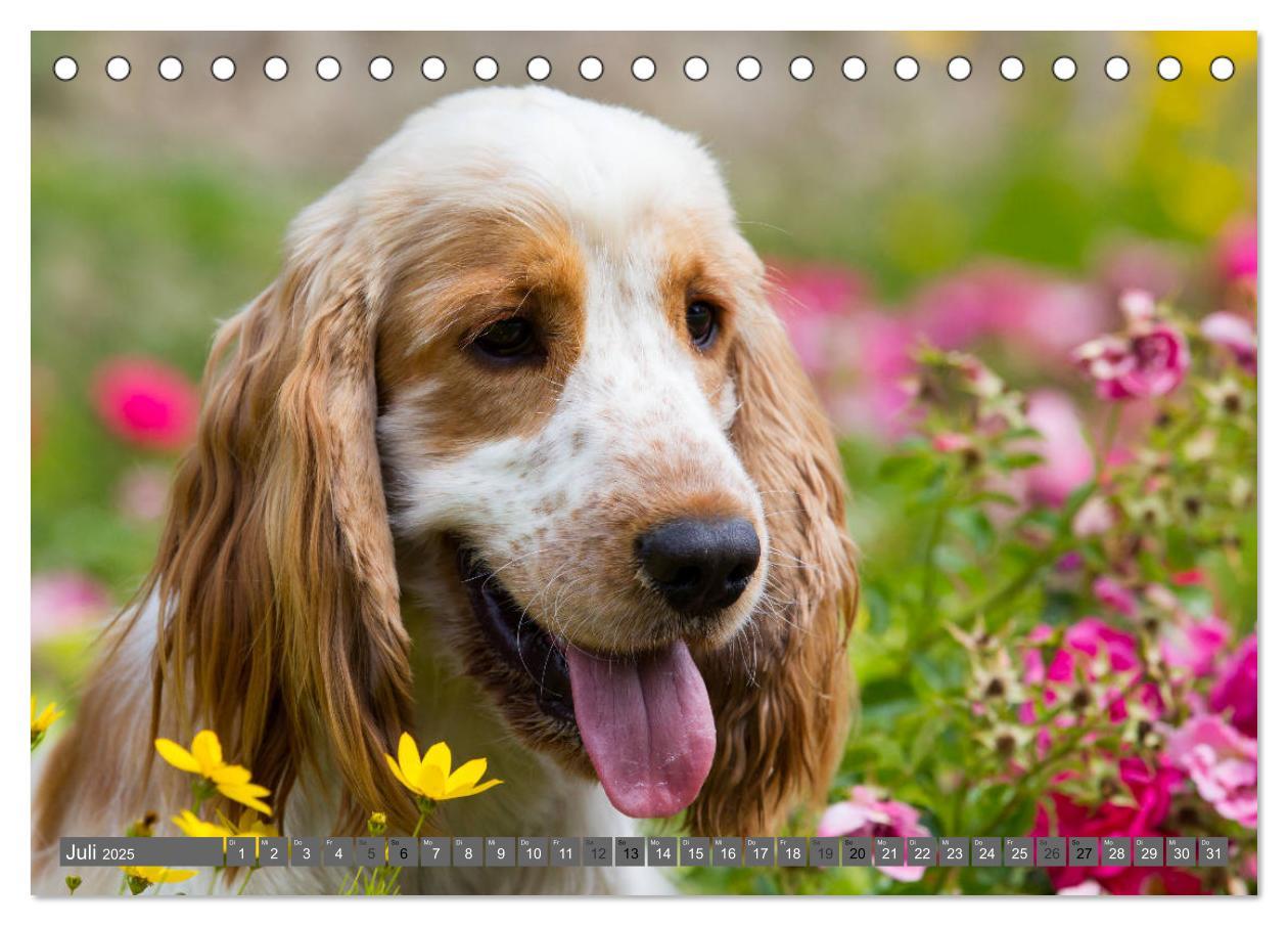 Bild: 9783435446605 | English Cocker Spaniels - Ein Spaziergang im Park (Tischkalender...