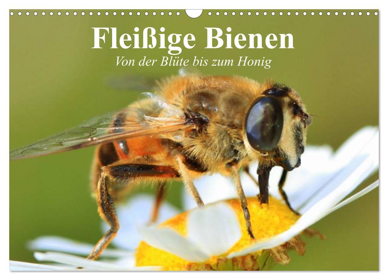 Cover: 9783435513970 | Fleißige Bienen. Von der Blüte bis zum Honig (Wandkalender 2025 DIN...