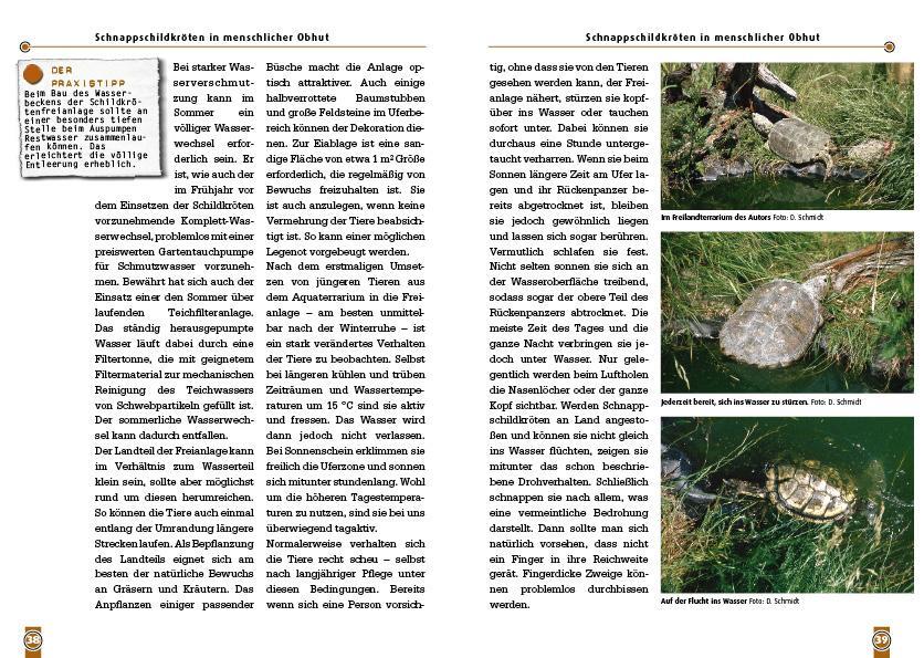 Bild: 9783866591226 | Die Schnappschildkröte | Chelydra serpentina | Dieter Schmidt | Buch