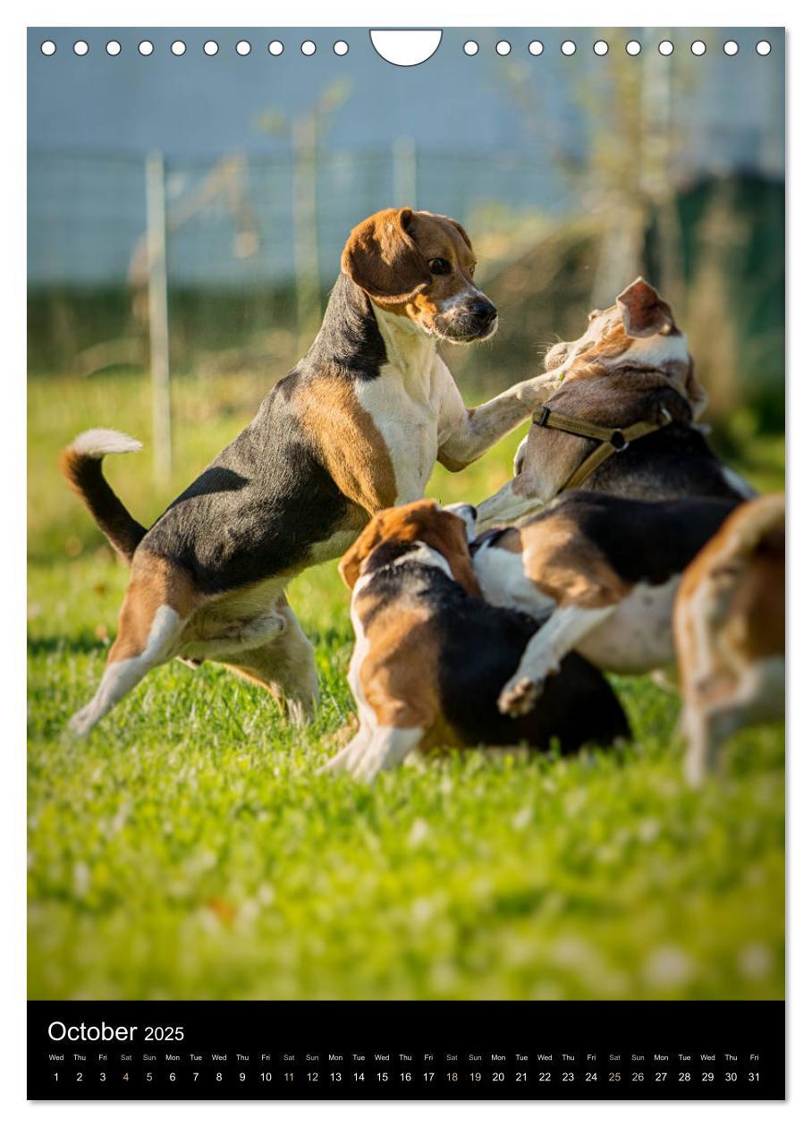 Bild: 9781325973002 | Beagles in action (Wall Calendar 2025 DIN A4 portrait), CALVENDO 12...