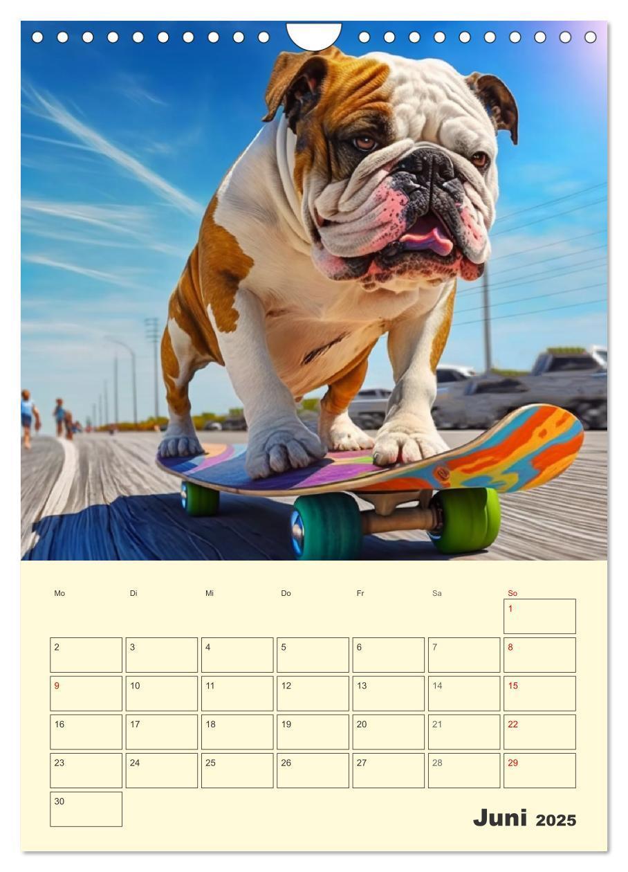 Bild: 9783435871605 | English Bulldogs. Fröhliche Dickköpfe mit Charakter (Wandkalender...