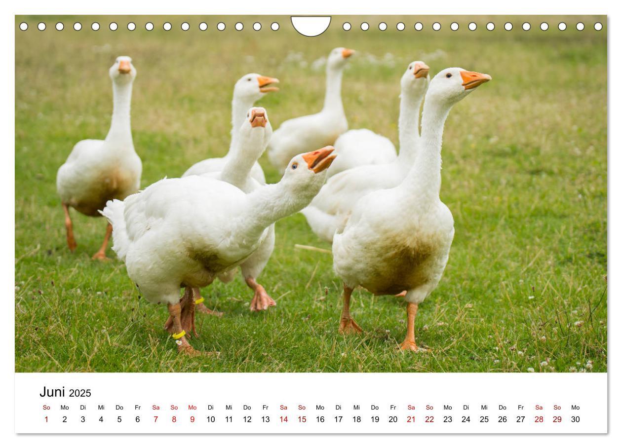 Bild: 9783435354375 | Alte Nutztierrassen 2025 (Wandkalender 2025 DIN A4 quer), CALVENDO...