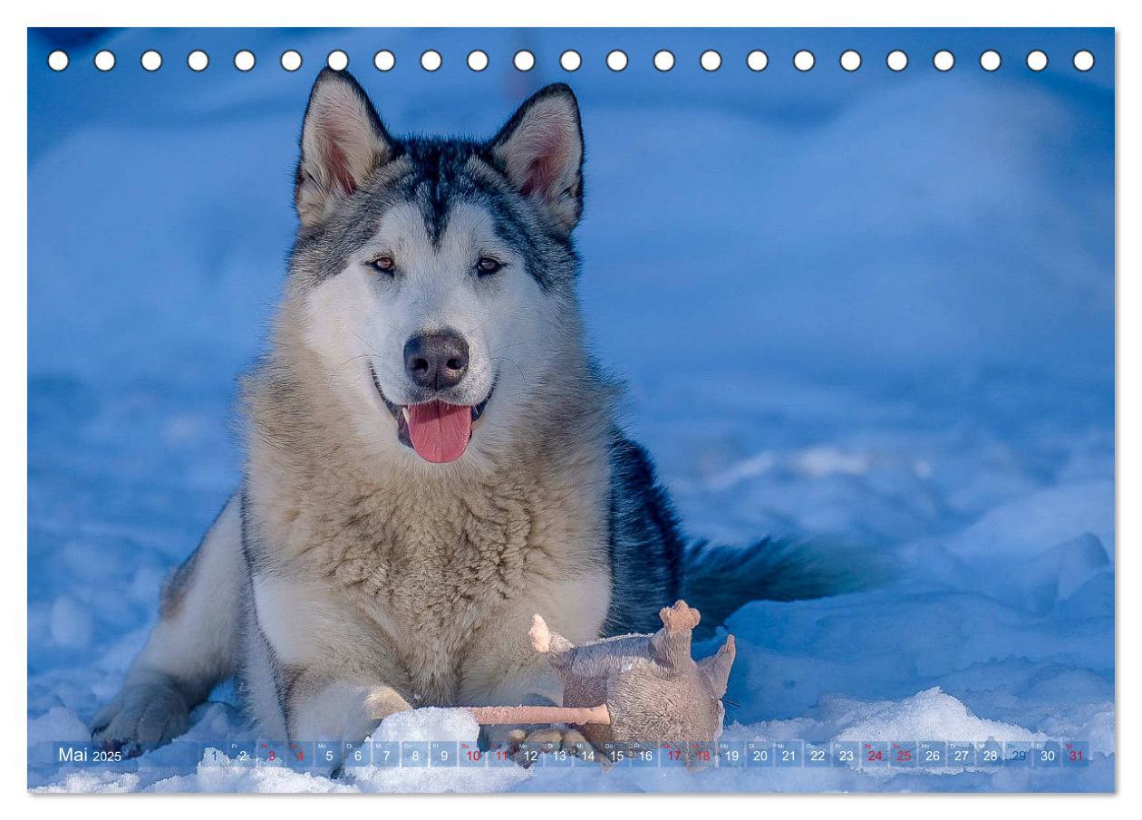 Bild: 9783435213283 | Alaskan Malamute in seinem Element (Tischkalender 2025 DIN A5...