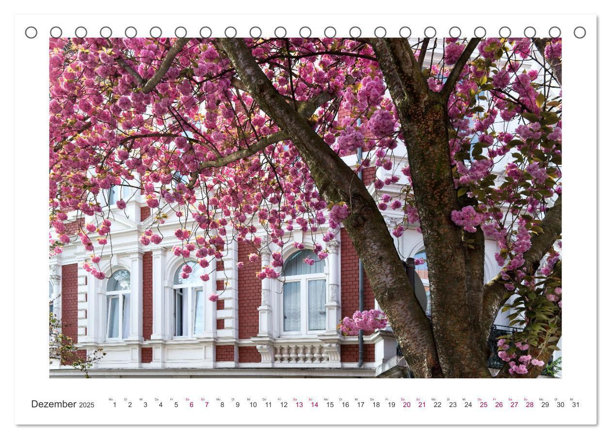 Bild: 9783457127889 | Japanische Kirschblüte in Bonn (Tischkalender 2025 DIN A5 quer),...