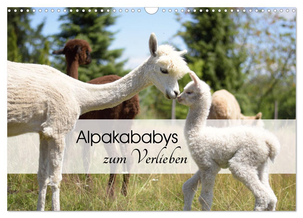 Cover: 9783675712157 | Alpakababys zum Verlieben (Wandkalender 2024 DIN A3 quer), CALVENDO...