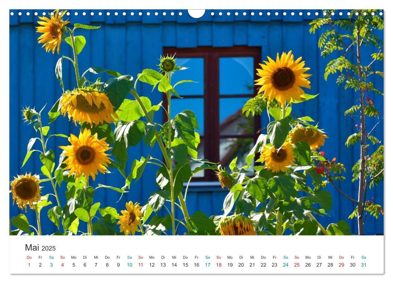 Bild: 9783435788019 | Sonnenblumen 2025 (Wandkalender 2025 DIN A3 quer), CALVENDO...