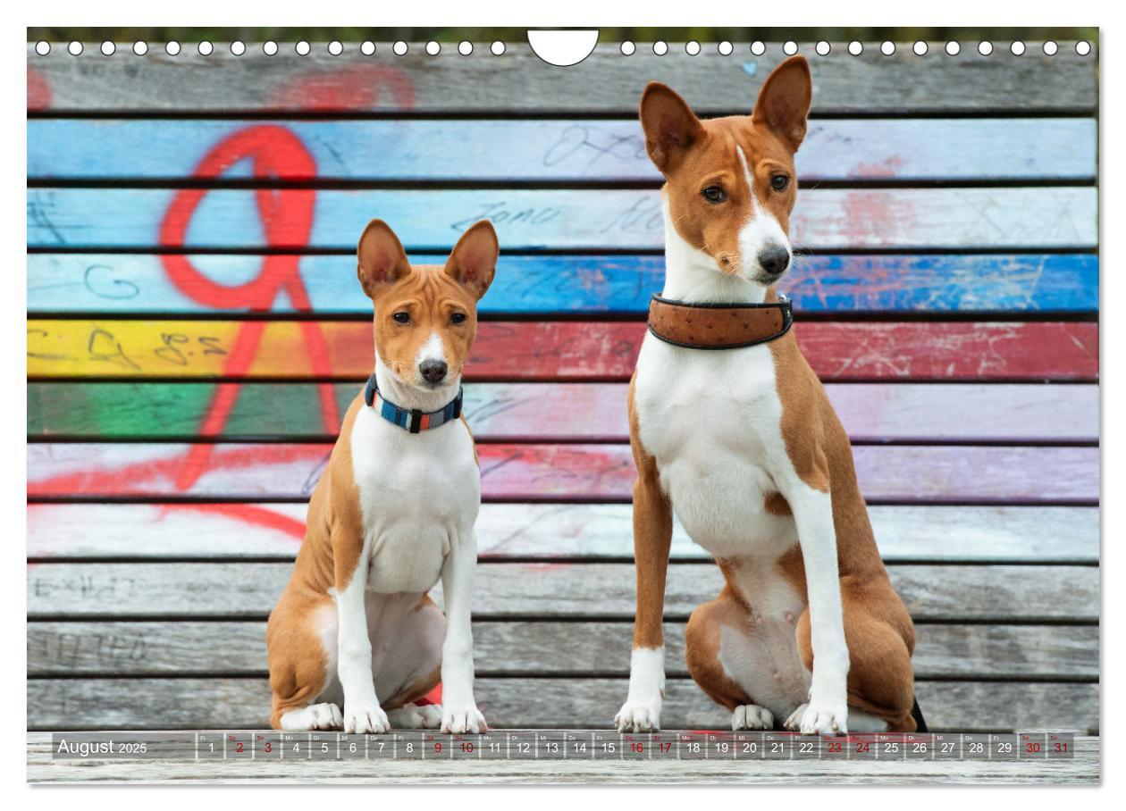 Bild: 9783383845758 | Basenji-Schönheiten (Wandkalender 2025 DIN A4 quer), CALVENDO...