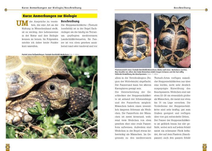 Bild: 9783937285221 | Steppenschildkröte | Testudo horsfildii | Thomas Wilms | Taschenbuch