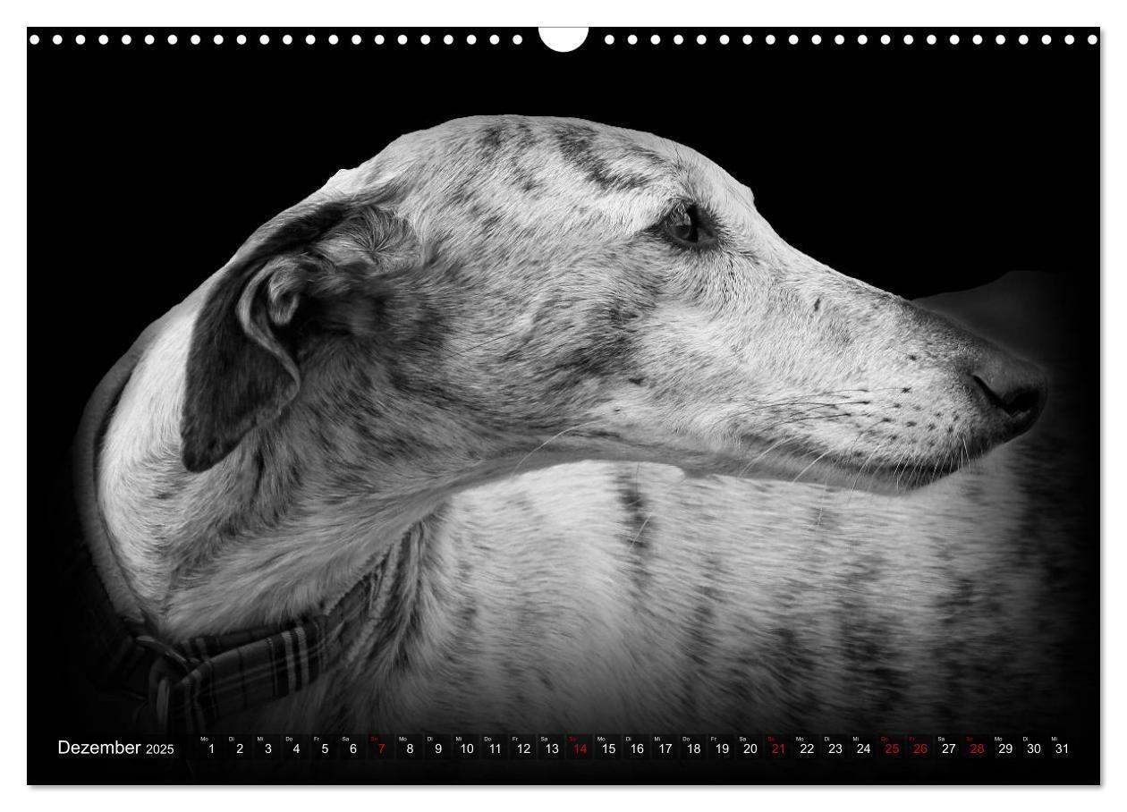 Bild: 9783383824050 | Galgo Español - der spanische Windhund 2025 (Wandkalender 2025 DIN...