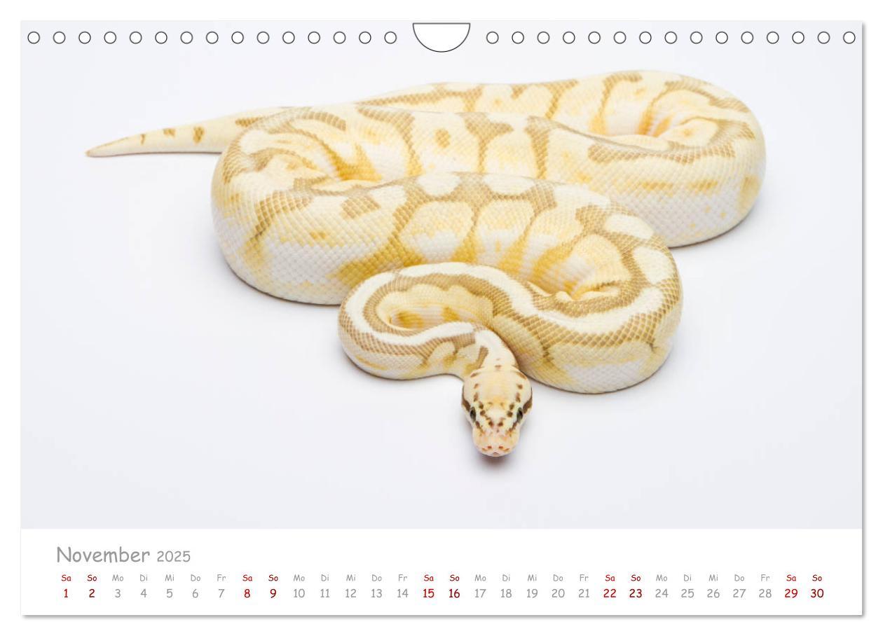 Bild: 9783435118014 | Königspythons - bunte Schlangen (Wandkalender 2025 DIN A4 quer),...