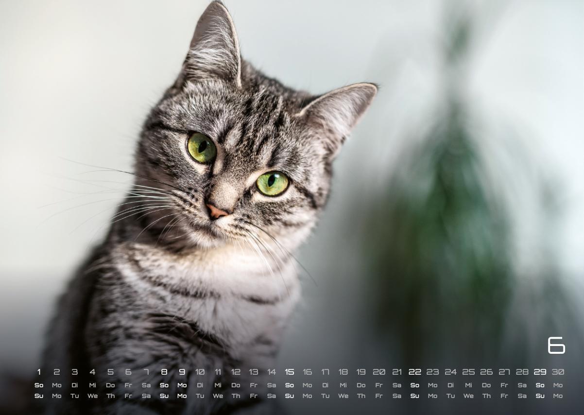 Bild: 9783986733865 | Miau - Unsere Stubentiger - Der Katzenkalender - 2025 - Kalender...