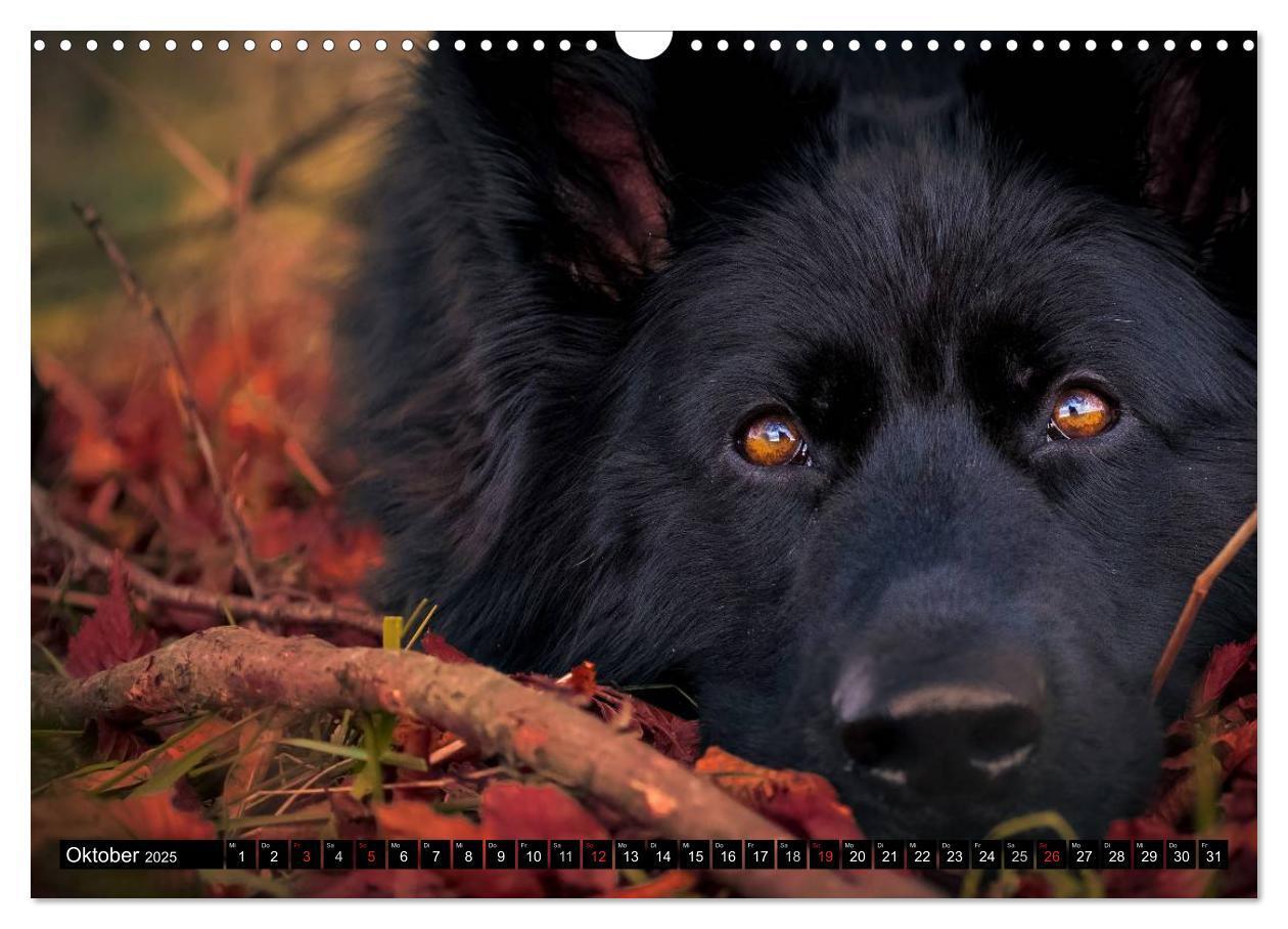 Bild: 9783435572908 | Schwarz ist schön! Der lackschwarze altdeutsche Schäferhund...