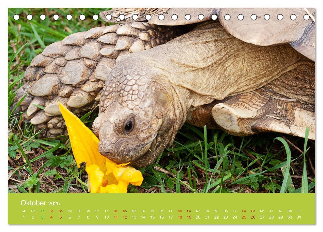 Bild: 9783435314430 | Meine Schildkröten (Tischkalender 2025 DIN A5 quer), CALVENDO...