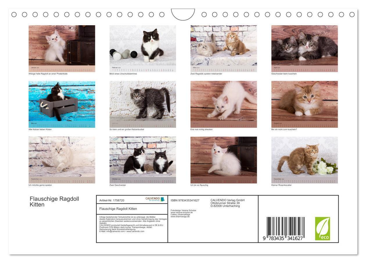 Bild: 9783435341627 | Flauschige Ragdoll Kitten (Wandkalender 2025 DIN A4 quer), CALVENDO...