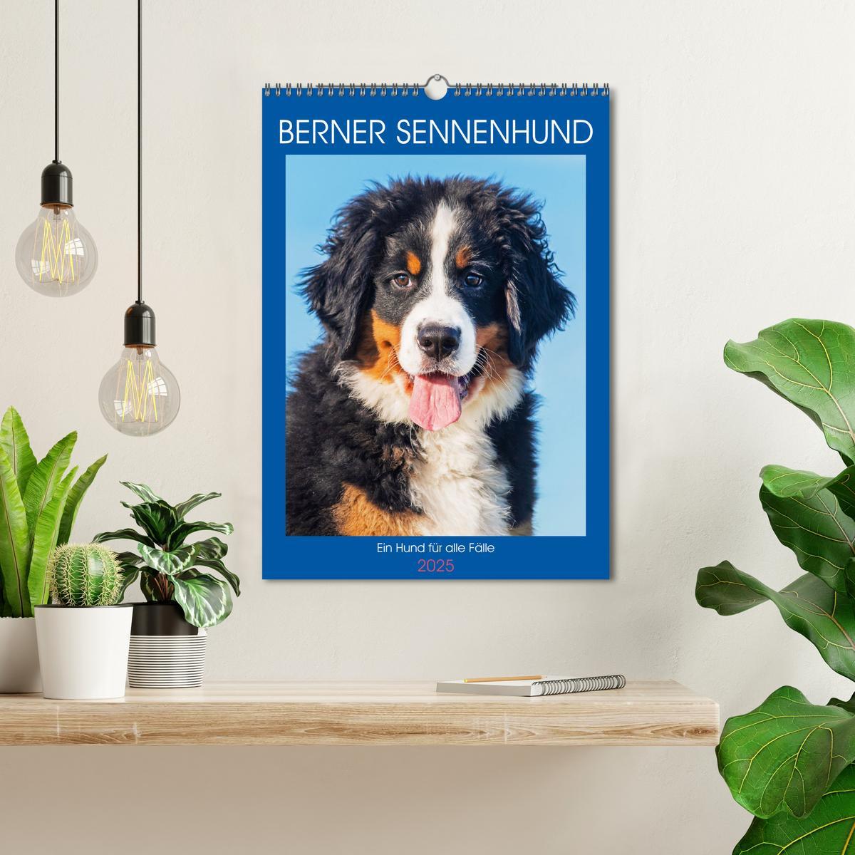 Bild: 9783457159194 | Berner Sennenhund - Ein Hund für alle Fälle (Wandkalender 2025 DIN...