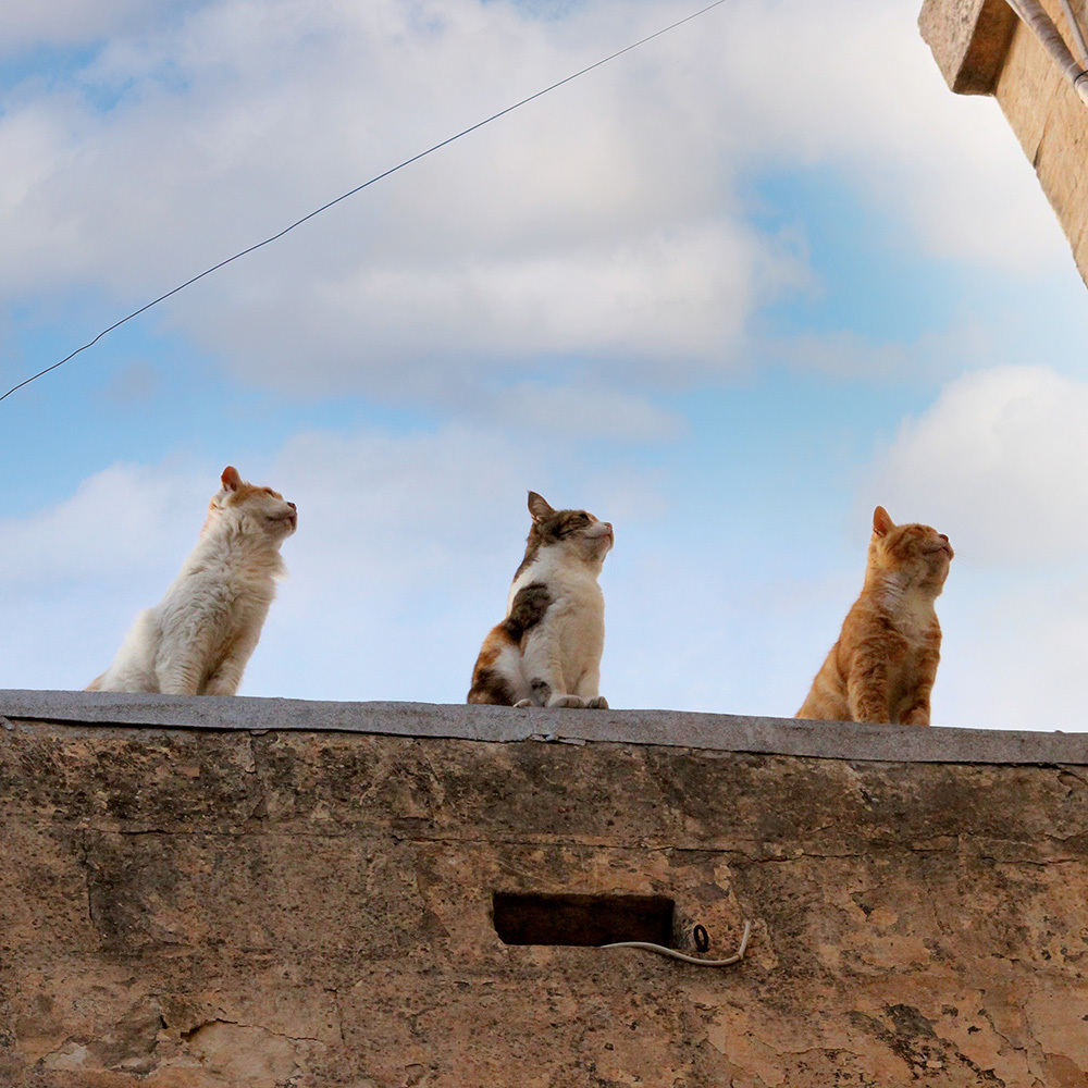 Bild: 9783959292542 | Greek Island Cats 2024 | Kalender 2024 | Kalender | Drahtheftung