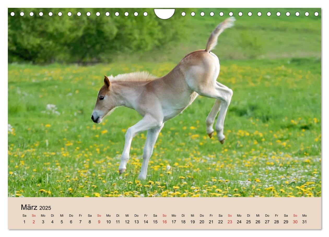 Bild: 9783435786534 | Haflinger Fohlen (Wandkalender 2025 DIN A4 quer), CALVENDO...