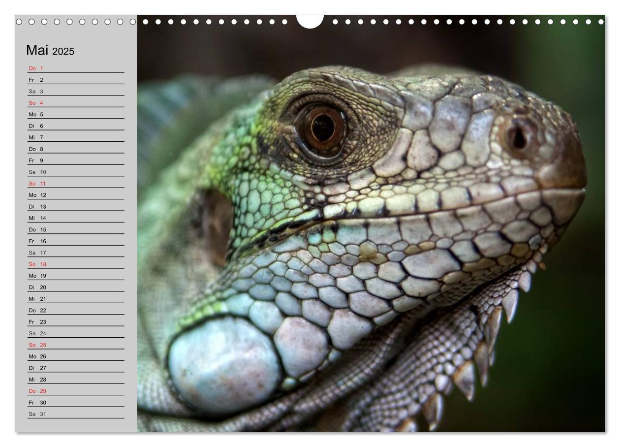 Bild: 9783435529261 | Kaltes Blut. Faszination Reptilien (Wandkalender 2025 DIN A3 quer),...