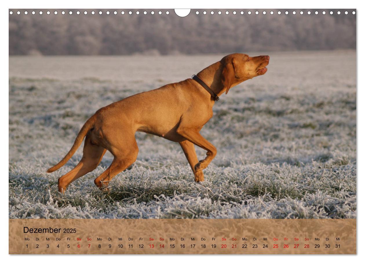 Bild: 9783435307432 | Magyar Vizsla - Ungarischer Vorstehhund (Wandkalender 2025 DIN A3...