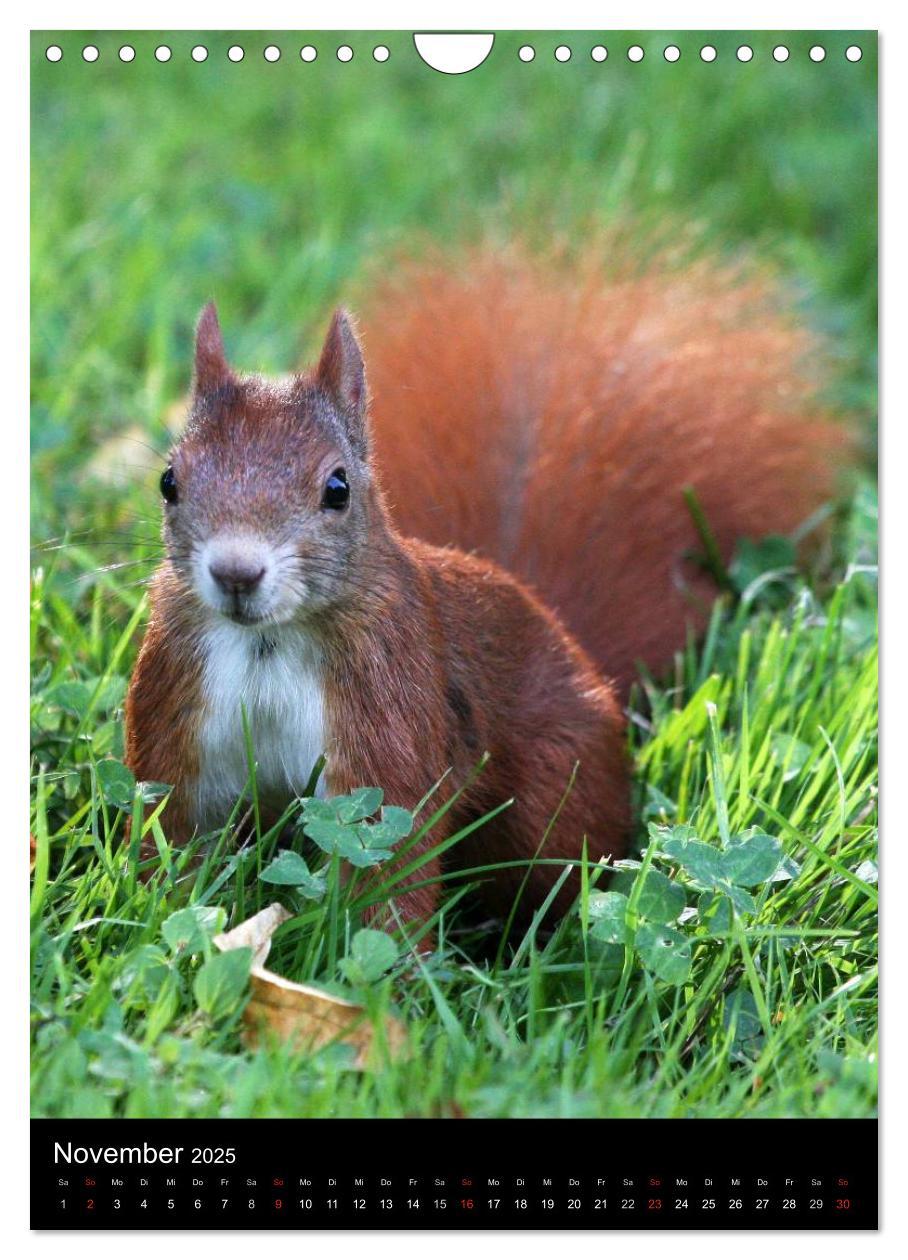 Bild: 9783457081419 | Eichhörnchen (Wandkalender 2025 DIN A4 hoch), CALVENDO Monatskalender