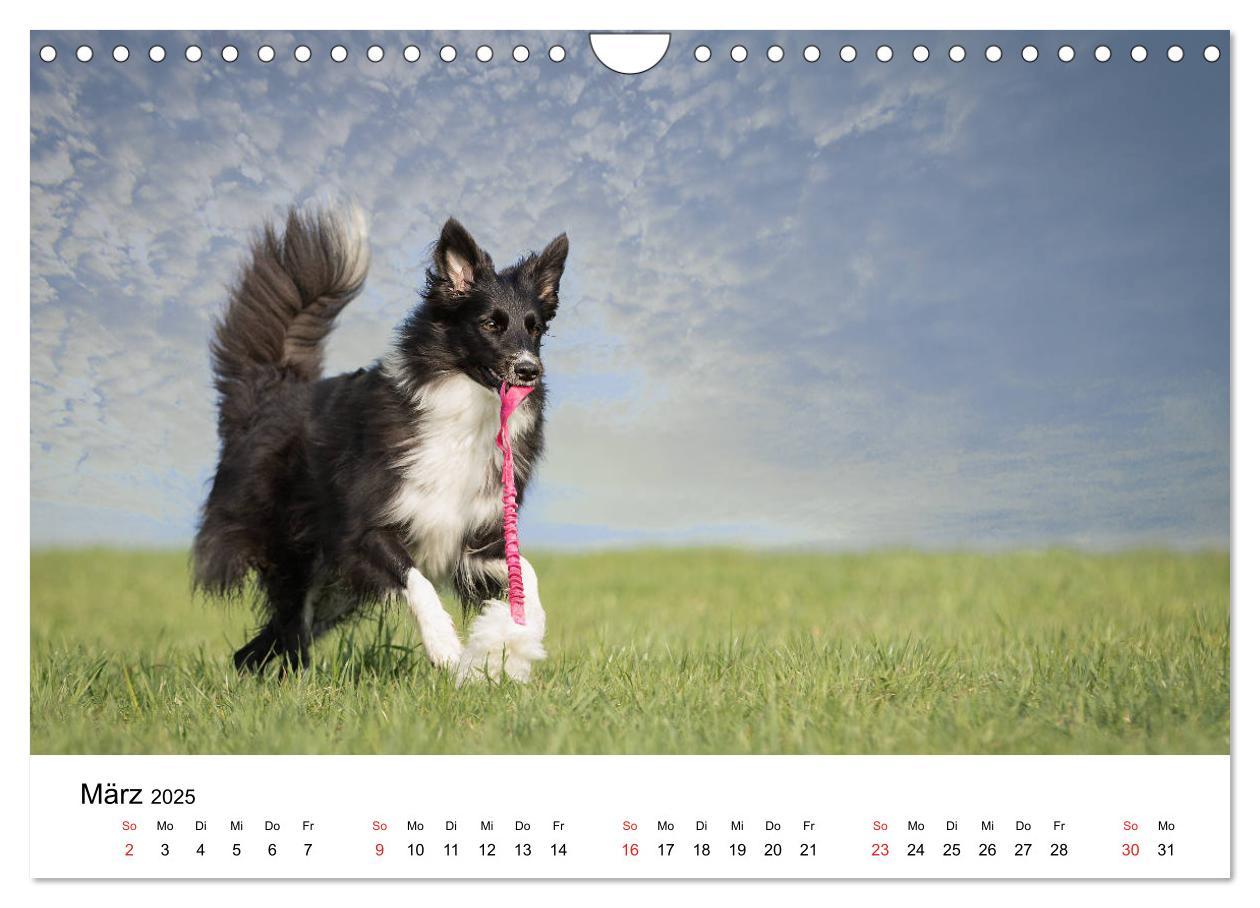 Bild: 9783435191802 | Border Collie - Bunt und clever! (Wandkalender 2025 DIN A4 quer),...