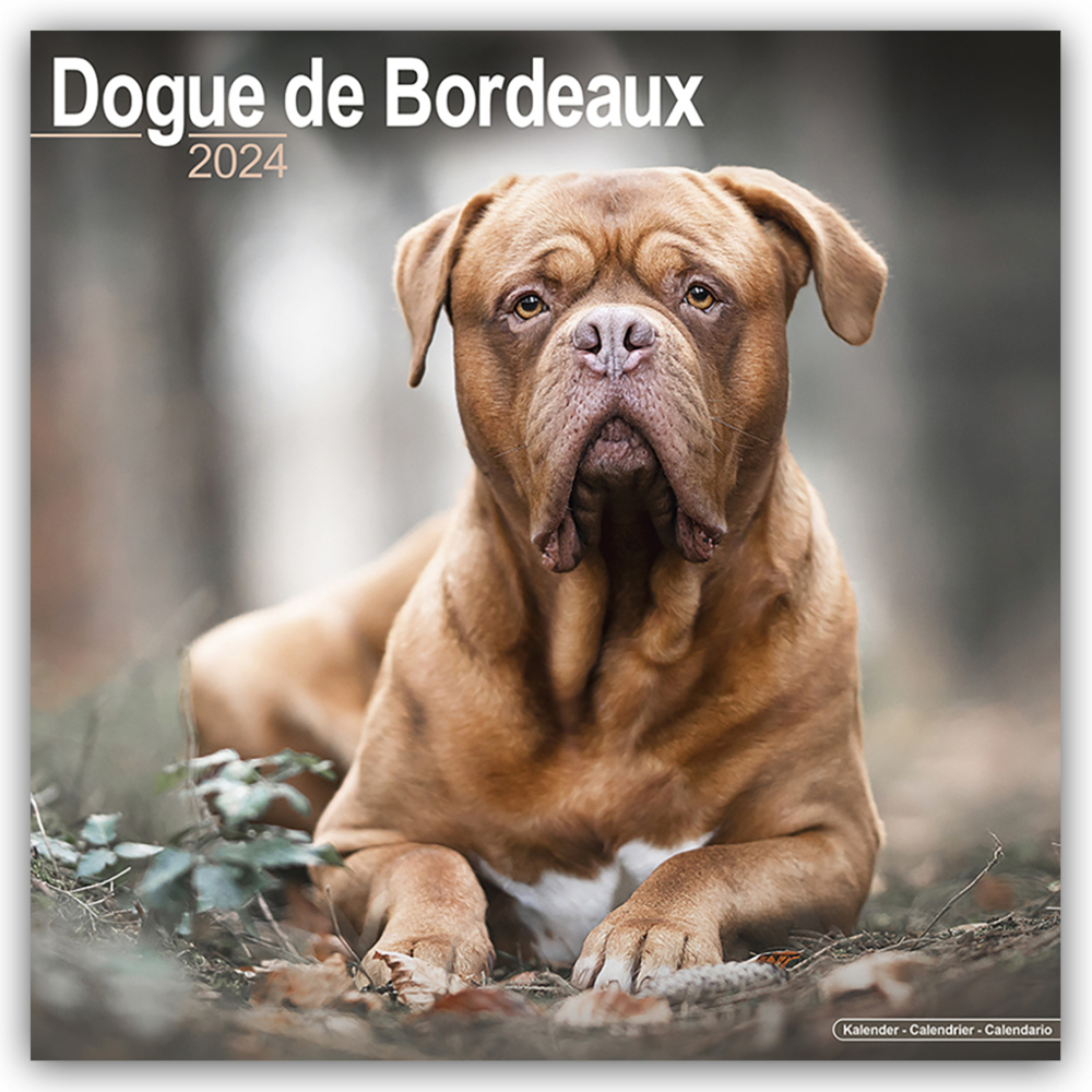 Cover: 9781804600399 | Dogue de Bordeaux - Bordeauxdoggen 2024 - 16-Monatskalender | Ltd.
