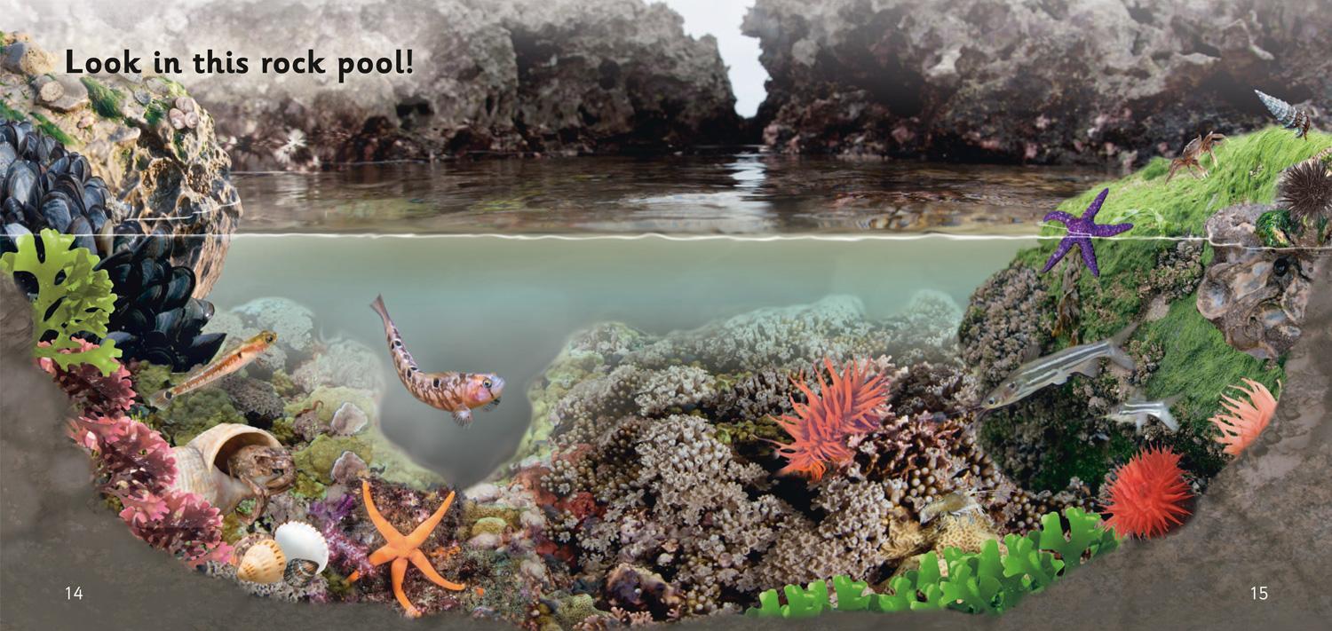 Bild: 9780008357702 | Rock Pools | Band 02b/Red B | Catherine Baker | Taschenbuch | Englisch