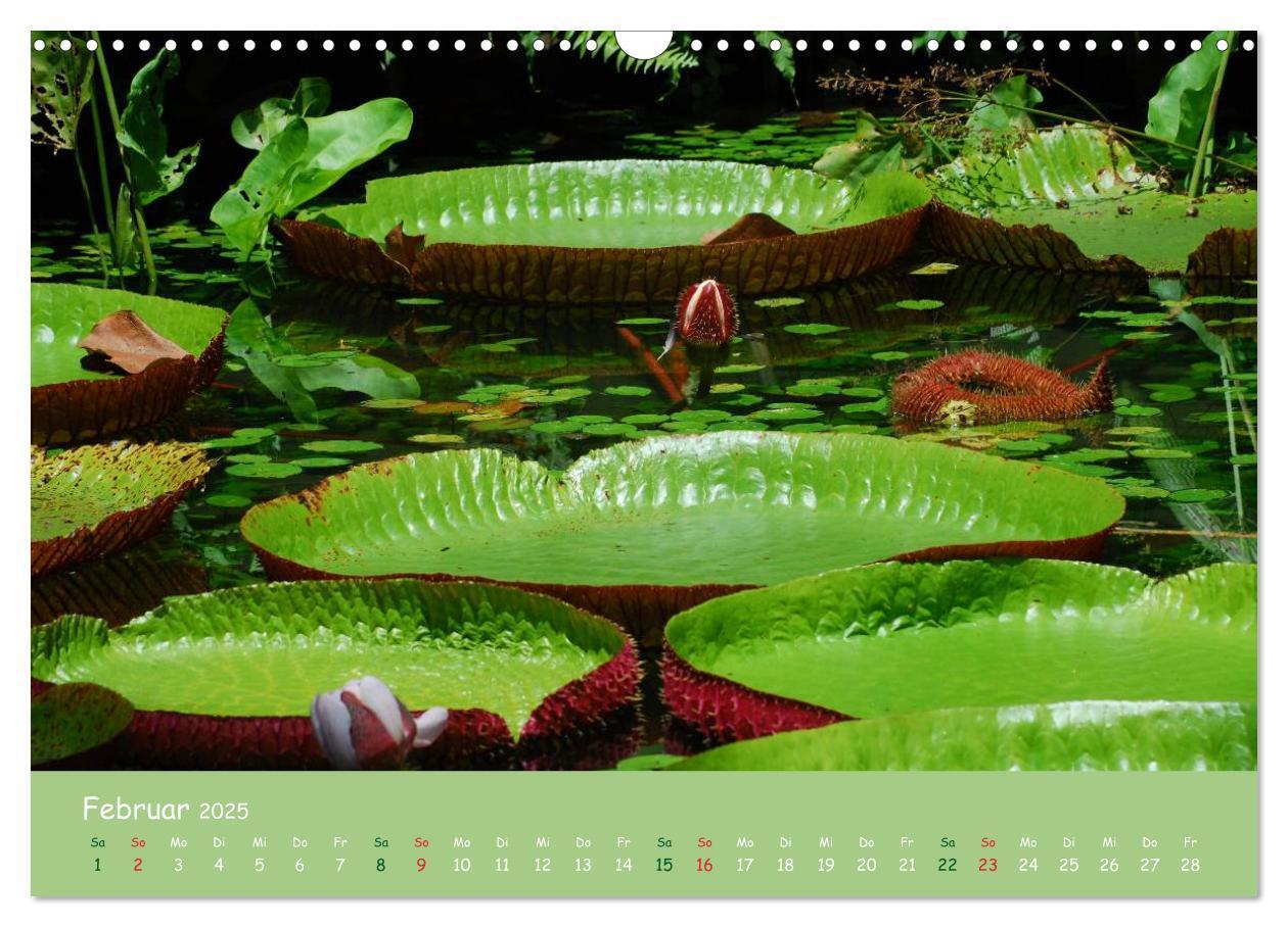 Bild: 9783435658152 | Am Amazonas (Wandkalender 2025 DIN A3 quer), CALVENDO Monatskalender